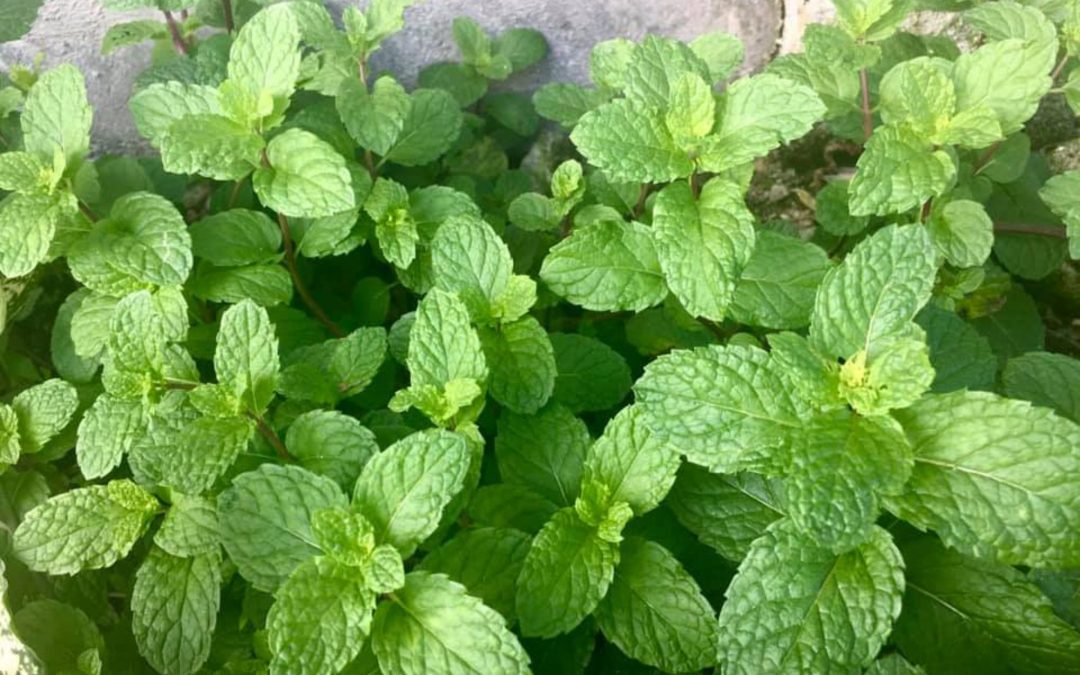 Enhance Your Garden and Your Cooking: Essential Herbs to Incorporate