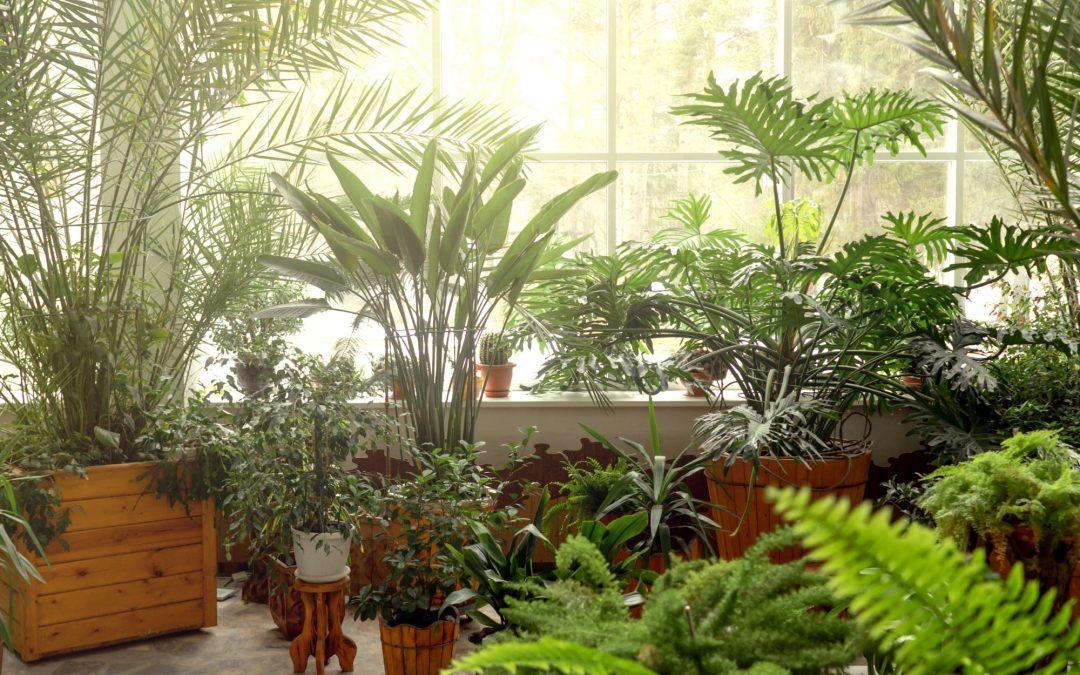 Indoor Gardens: Enhancing Spaces with Natural Beauty and Health Benefits