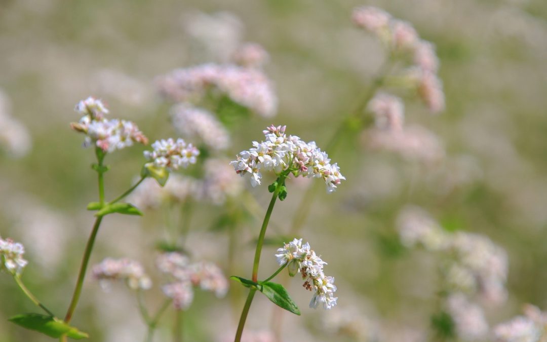 Buckwheat The Poor Man’s Gold Mine